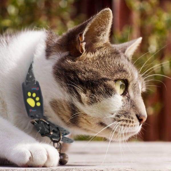 Localisateur GPS portable pour animaux de compagnie