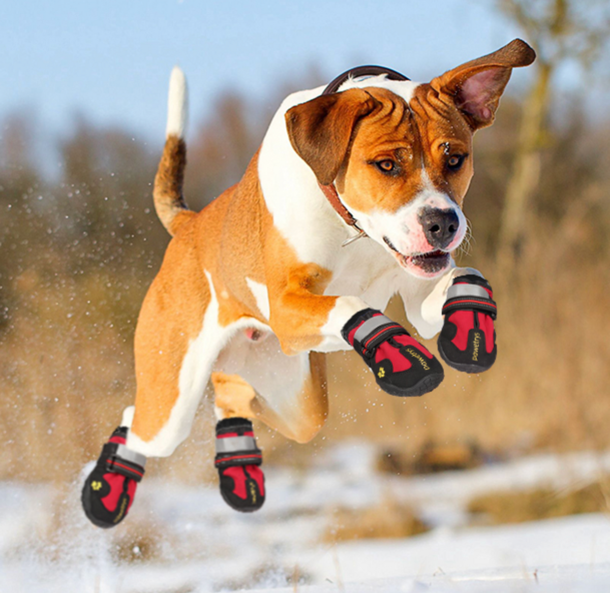 Bottes antidérapantes pour chien en caoutchouc